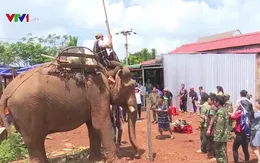 Độc đáo lễ cúng sức khỏe cho voi của người M'Nông