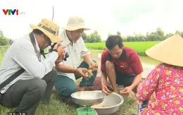 Mô hình tôm - lúa cho lợi nhuận cao tại Kiên Giang
