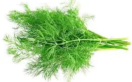 Lợi ích của cây thì là