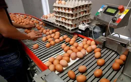 Mỹ: Phát hiện nhiều ca nhiễm khuẩn đường ruột do ăn trứng gà