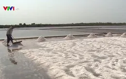 Giá muối giảm mạnh, người dân không thiết tha với nghề