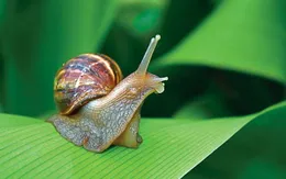 "Chuyển giao trí nhớ" thành công trên ốc sên