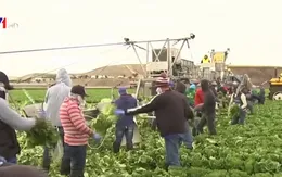 Khử trùng thực phẩm bằng Clo khiến vi khuẩn "vô hình" trước các xét nghiệm ATTP