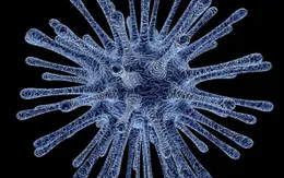 Ấn Độ: Virus Nipah xuất hiện trở lại, nhiều trường hợp tử vong