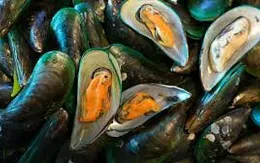 Vẹm xanh ở Seattle có kết quả xét nghiệm dương tính với opiod
