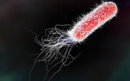 Dịch nhiễm khuẩn E.coli lây lan nhanh toàn nước Mỹ