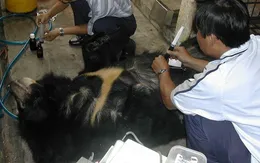 Nghiêm cấm buôn bán mật gấu trái phép tại các cơ sở kinh doanh y dược cổ truyền