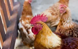 Mỹ tạo phôi thai lai nửa người nửa gà