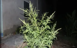 Dền gai: Vị thuốc trong vườn nhà