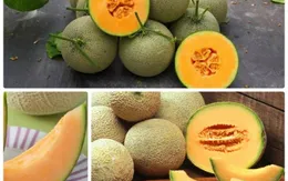 Mỹ: Thêm 10 tiểu bang có dưa lưới có thể nhiễm khuẩn salmonella