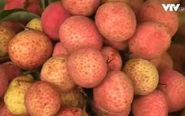 Những lưu ý về an toàn thực phẩm trong mùa vải