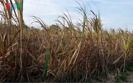 Mía ùn ứ, người trồng mía Trà Vinh thua lỗ nặng nề