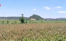 Hệ lụy phát triển dứa ngoài quy hoạch