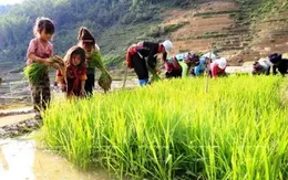 Triển khai giải pháp phòng ngừa lao động trẻ em