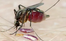Phát hiện chủng virus mới lây truyền qua muỗi