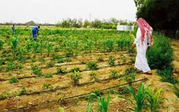 Qatar hướng tới tự cung, tự cấp lương thực