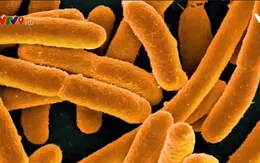 Mỹ: Rau xà lách nhiễm khuẩn E-Coli khiến 5 người chết