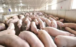 Chăn nuôi Việt Nam còn yếu trong liên kết chuỗi