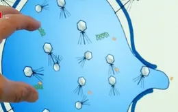 Phát hiện protein giúp chống vi khuẩn kháng thuốc