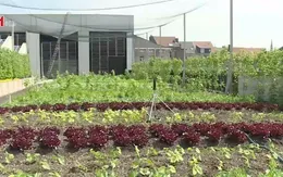 Thúc đẩy việc trồng và tiêu thụ rau sạch tại Bỉ