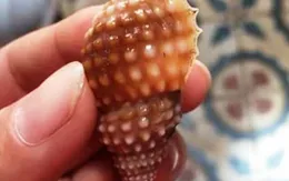 Ăn ốc biển lạ, cô giáo chết sau 4 giờ