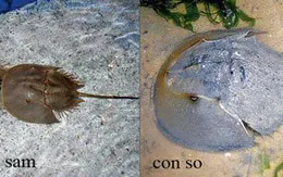 Phòng tránh ngộ độc do ăn trứng so biển