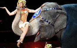 Voi biểu diễn xiếc suýt ngã nhào vào khán giả