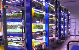 Mô hình trang trại thẳng đứng ở Dubai