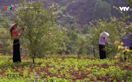 "Tôi là nông dân" ngày càng thu hút khán giả