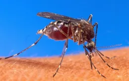 Virus Tây sông Nile bùng phát ở vùng Đông Bắc Italy, 3 người tử vong