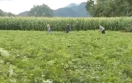 Một nông dân Hà Giang xây dựng cánh đồng trồng dược liệu