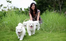 Cảnh báo nguy cơ mắc các căn bệnh phiền toái từ thú cưng