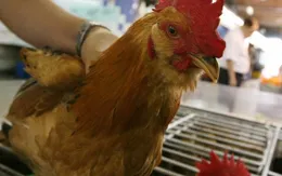 Indonesia ngăn chặn cúm gia cầm lây lan từ Malaysia