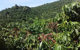 Người tạo chuỗi liên kết cà phê ở Tân Văn