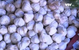 Tỏi chữa cảm cúm, ho, bụng đầy chướng