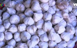 Tỏi sống - Dược thảo phòng ngừa ung thư phổi hiệu quả