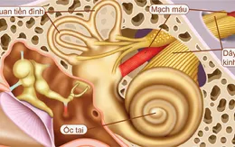 Những lưu ý người rối loạn tiền đình cần nhớ