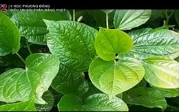 Những công dụng tuyệt vời của lá lốt