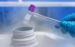 Chuyển phôi đông lạnh - những ưu điểm nổi bật trong điều trị vô sinh, hiếm muộn