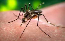 Séc: Trường hợp đầu tiên nhiễm virus Tây sông Nile