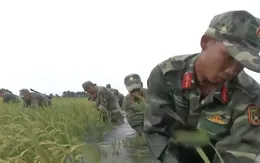 Bộ đội Kiên Giang nỗ lực giúp dân cứu lúa chạy lũ