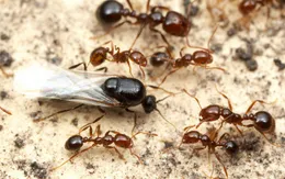 Phát hiện ổ kiến lửa đỏ có thể gây chết người ở Hàn Quốc