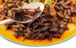 Ăn côn trùng giúp cải thiện sức khỏe đường ruột