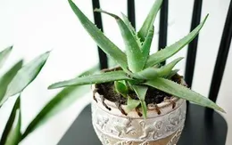 10 loại cây trồng trong nhà thanh lọc không khí cực tốt