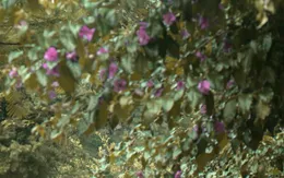 Đà Lạt đẹp xao lòng trong bộ phim "Trang trại hoa hồng"