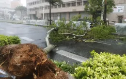 Ít nhất 17 người bị thương do bão Trami