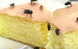 Hiểm họa từ việc ruồi đậu vào thức ăn