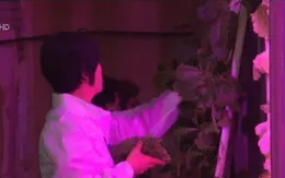 Trang trại thẳng đứng trong hầm đầu tiên trên thế giới