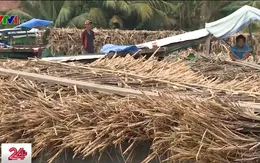 Mía mất mùa rớt giá, nông dân Hậu Giang "đứng ngồi không yên"