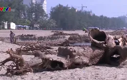Sau mưa lũ, bãi biển Sầm Sơn ngập thân cây, củi gỗ